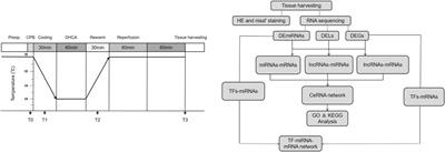 Identifying lncRNA- and Transcription Factor-Associated Regulatory Networks in the Cortex of Rats With Deep Hypothermic Circulatory Arrest